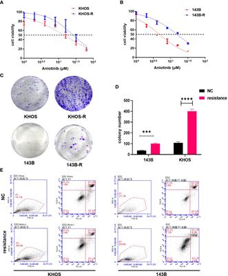 Tocilizumab (monoclonal anti-IL-6R antibody) reverses anlotinib resistance in osteosarcoma